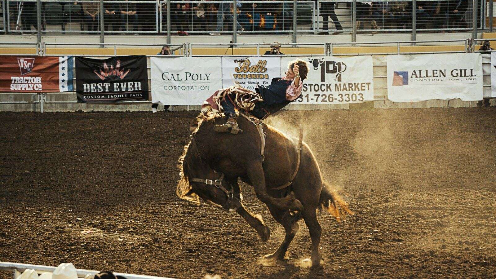 Bronc rider competing in front of a packed grandstand at an outdoor rodeo